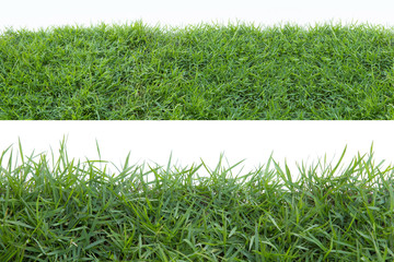 Grass isolated on white background.