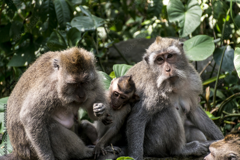 Bali Indonesia Ubud Monkey Forest Family