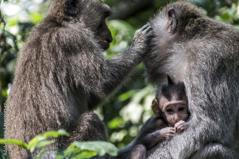 Bali Indonesia Ubud Monkey Forest Family Bali Indonesia Ubud Monkey Forest Family