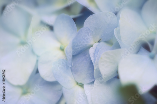  blue hydrangea flowers