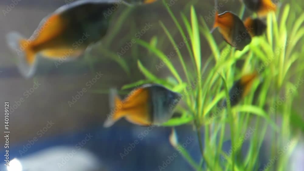 beautiful aquarium with two color fishes beautiful aquarium with two color fishes