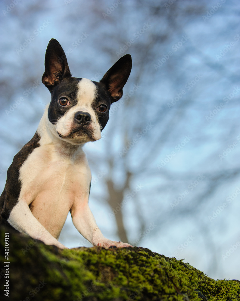 Boston Terrier dog standing up with front legs on moss