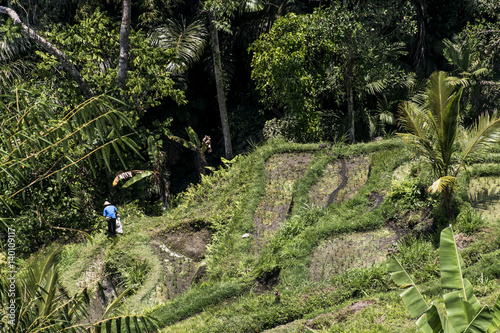 Bali Tegalalang Rice Terrace green field Ubud jungle trees