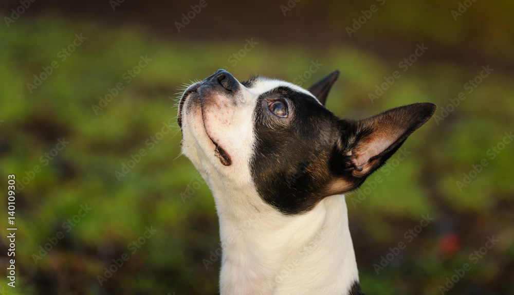 Boston Terrier dog looking up against green grass