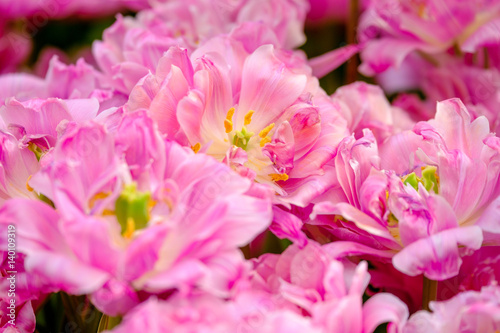 Blossoming fresh tulips macro background © Anton Gvozdikov