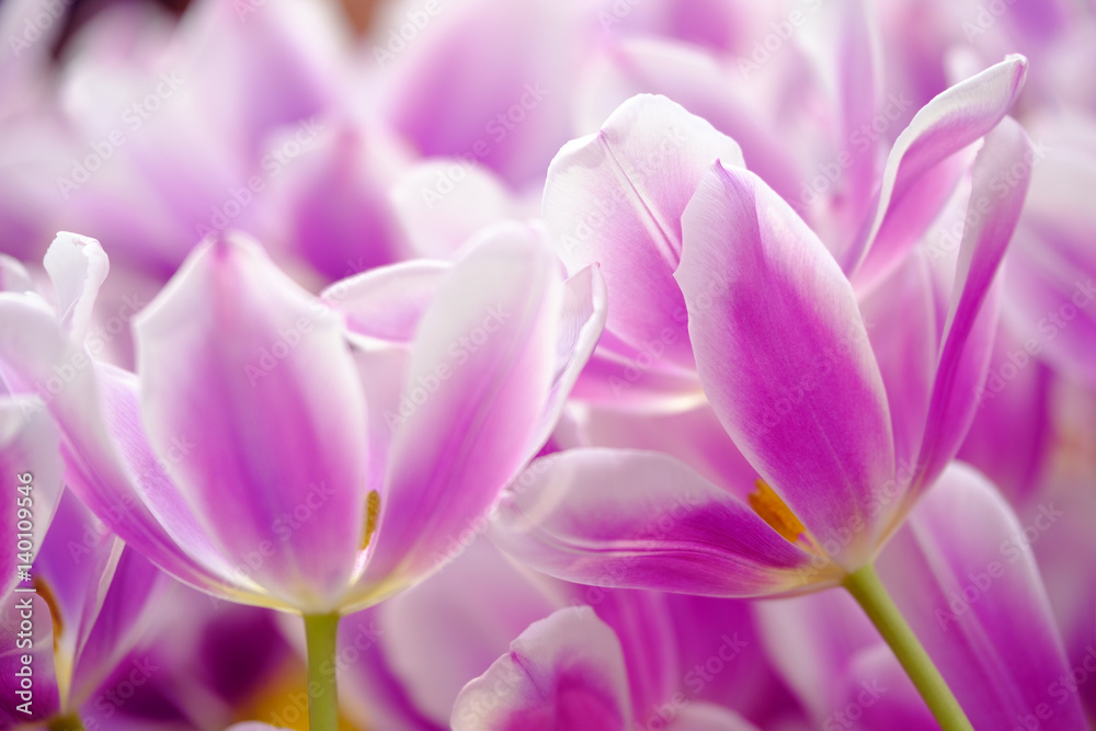 Fototapeta premium Blossoming fresh tulips macro background