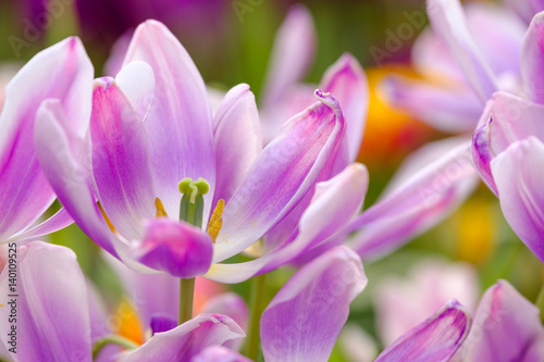 Blossoming fresh tulips macro background