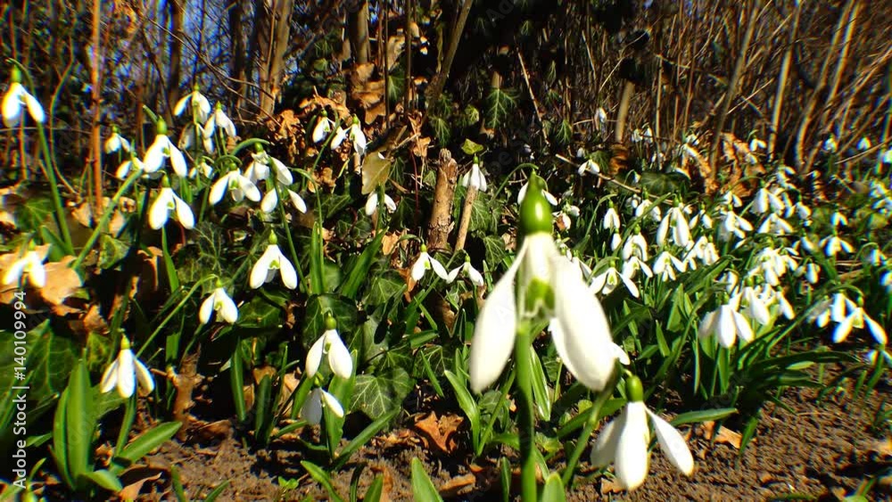 Snowdrops, rare and endangered plants of the south of Ukraine Stock ビデオ