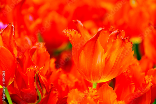 Blossoming fresh tulips macro background