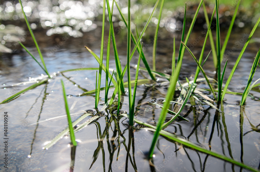 spring grass growing out of the water spring grass growing out of the water