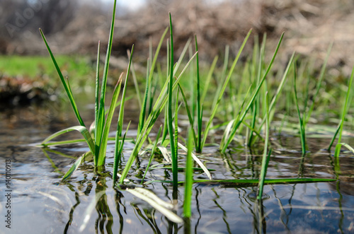 spring grass growing out of the water