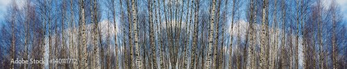 Wide landscape birch grove in the spring. Panorama of a snowy forest with white tree trunks of the birches. The European natural wilderness.