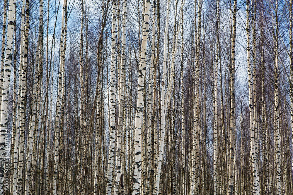 The background of thick birch groves, which stands in orderly rows - a lot of the trunks white. The nature of forests in Europe. The background of thick birch groves, which stands in orderly rows - a lot of the trunks white. The nature of forests in Europe.