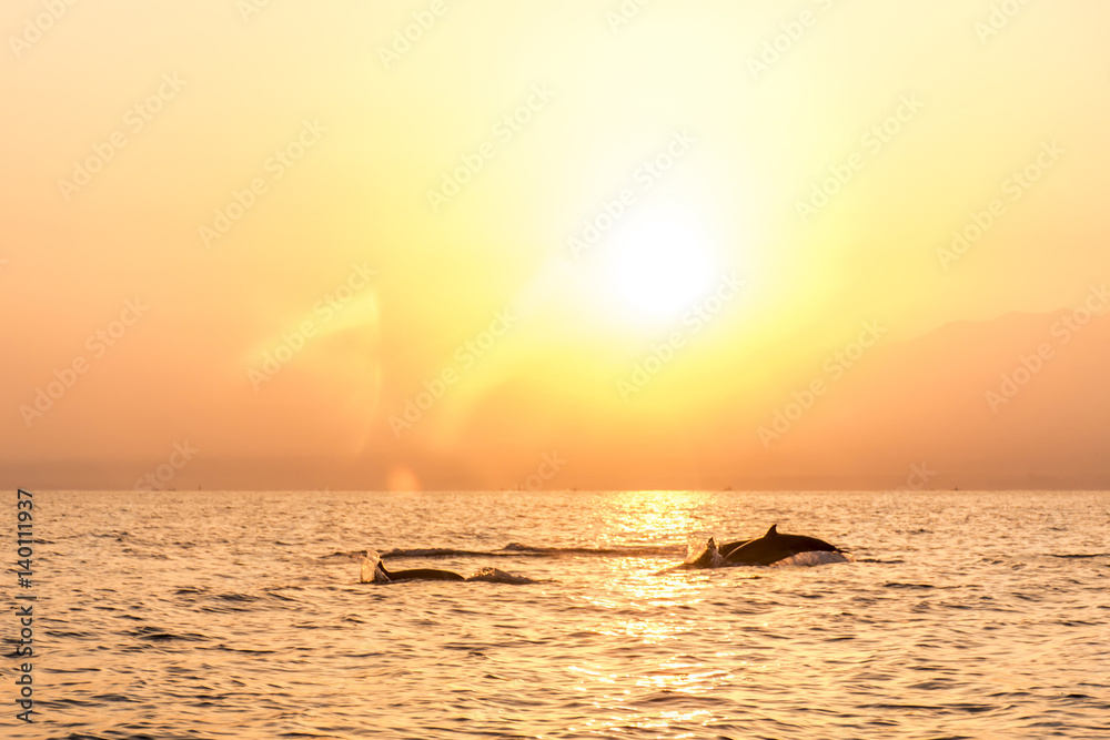 Bali free Dolphin wildlife Watching boat Lovina Beach Bali free Dolphin wildlife Watching boat Lovina Beach