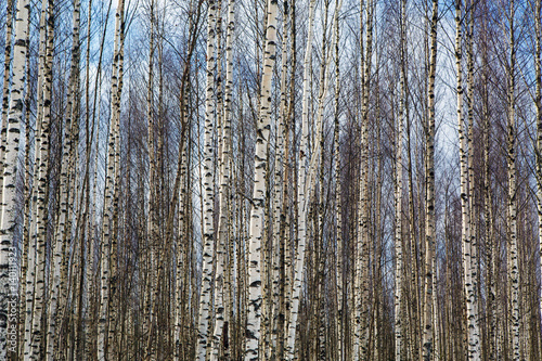 The background of thick birch groves, which stands in orderly rows - a lot of the trunks white. The nature of forests in Europe.
