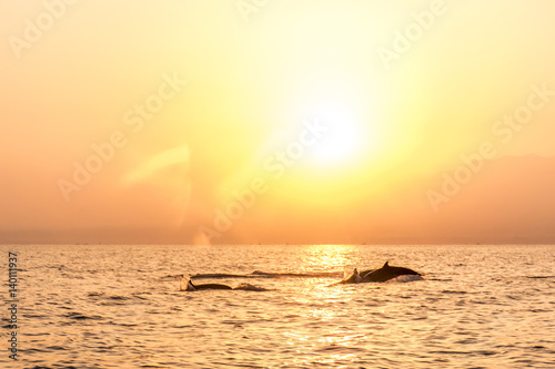 Bali free Dolphin wildlife Watching boat Lovina Beach