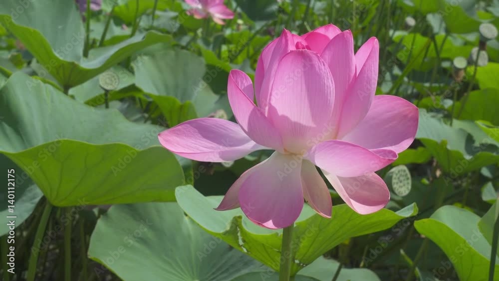 lotus flower with pink petals close-up, 4k
lotus flower with pink petals close-up, 4k