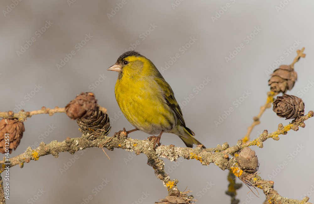 Obraz premium Eurasian Siskin - Spinus spinus / Carduelis spinus - male