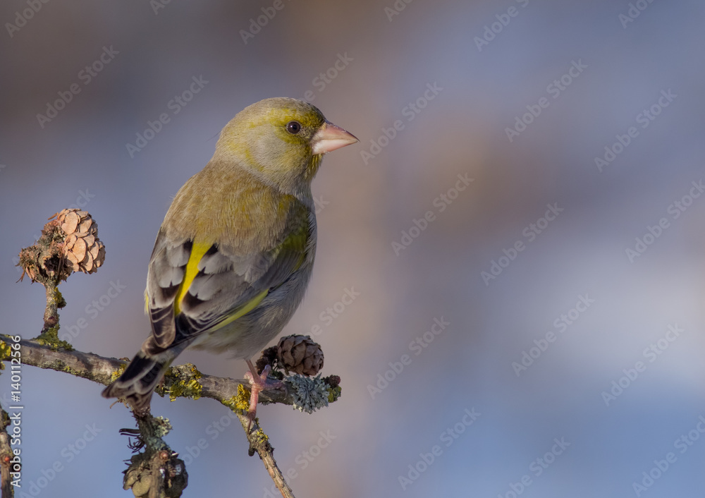 European Greenfinch - Chloris chloris / Carduelis chloris European Greenfinch - Chloris chloris / Carduelis chloris