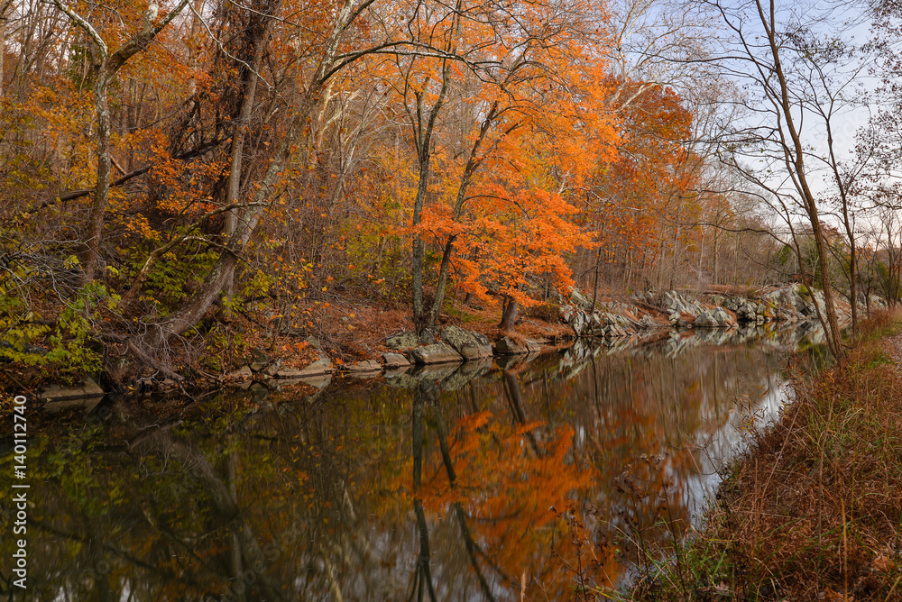 Obraz premium Autumn foliage