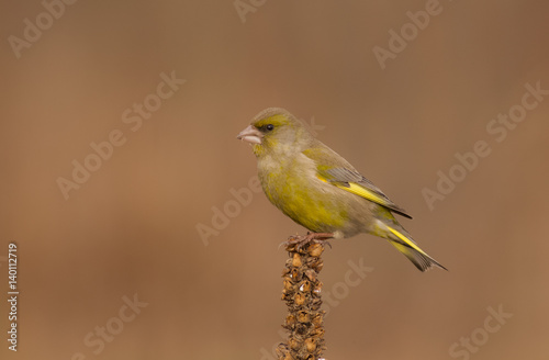 European Greenfinch - Chloris chloris / Carduelis chloris photo