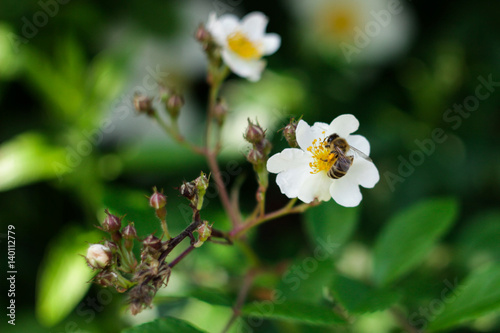 The bee sits on a flower and collects nectar
