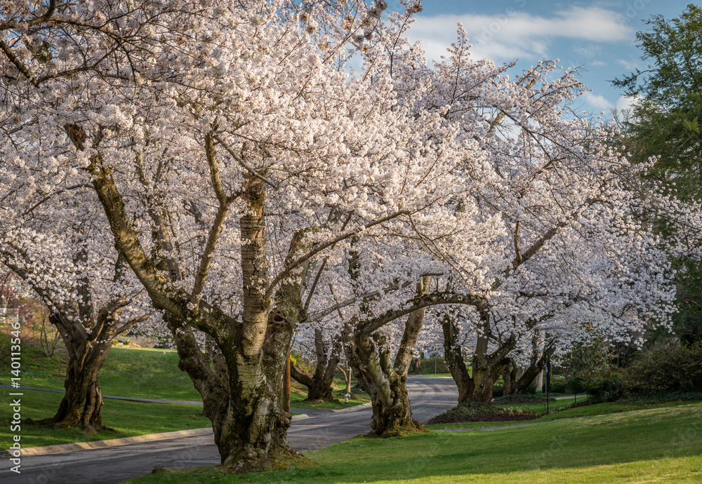 Obraz premium Cherry Blossoms