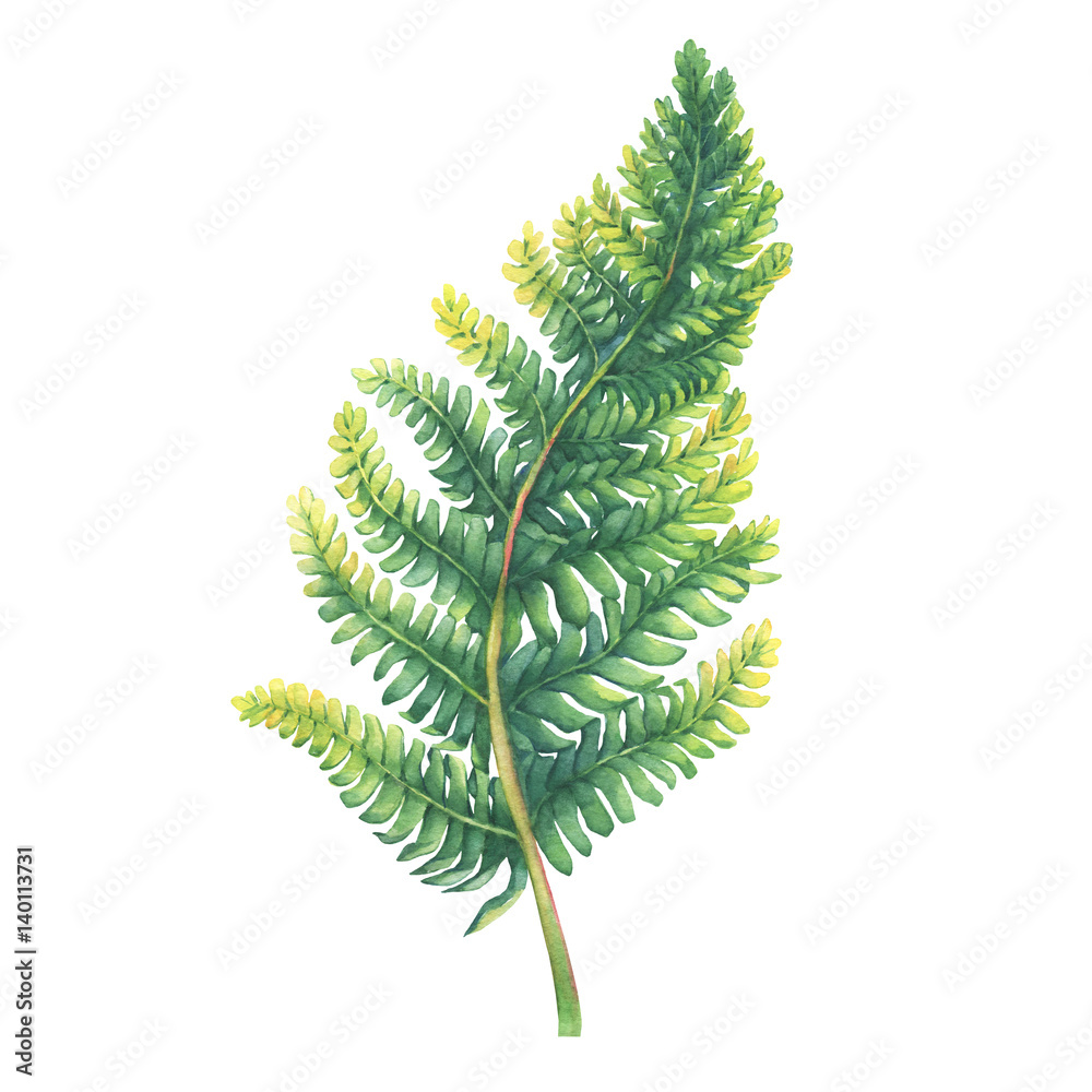 Green fern leaf. Polypodiopsida. Hand drawn watercolor painting on white background.
