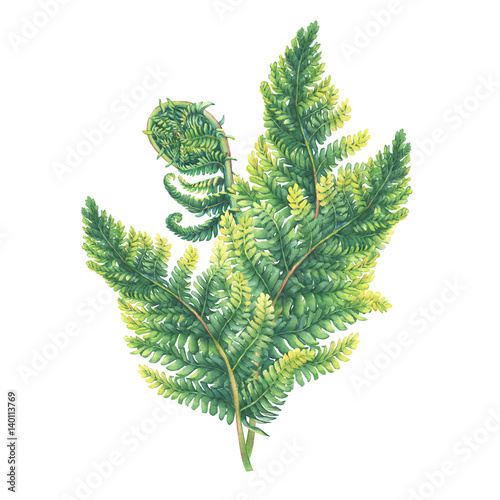 Φωτογραφία Foliage plants fern green