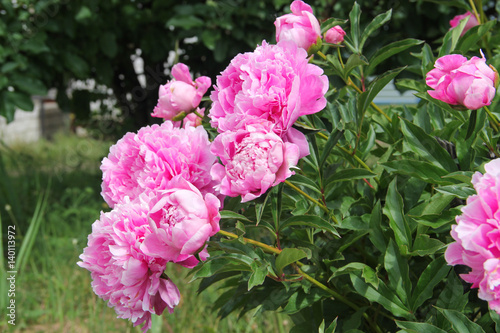 Fototapeta Naklejka Na Ścianę i Meble -  Pink peonies