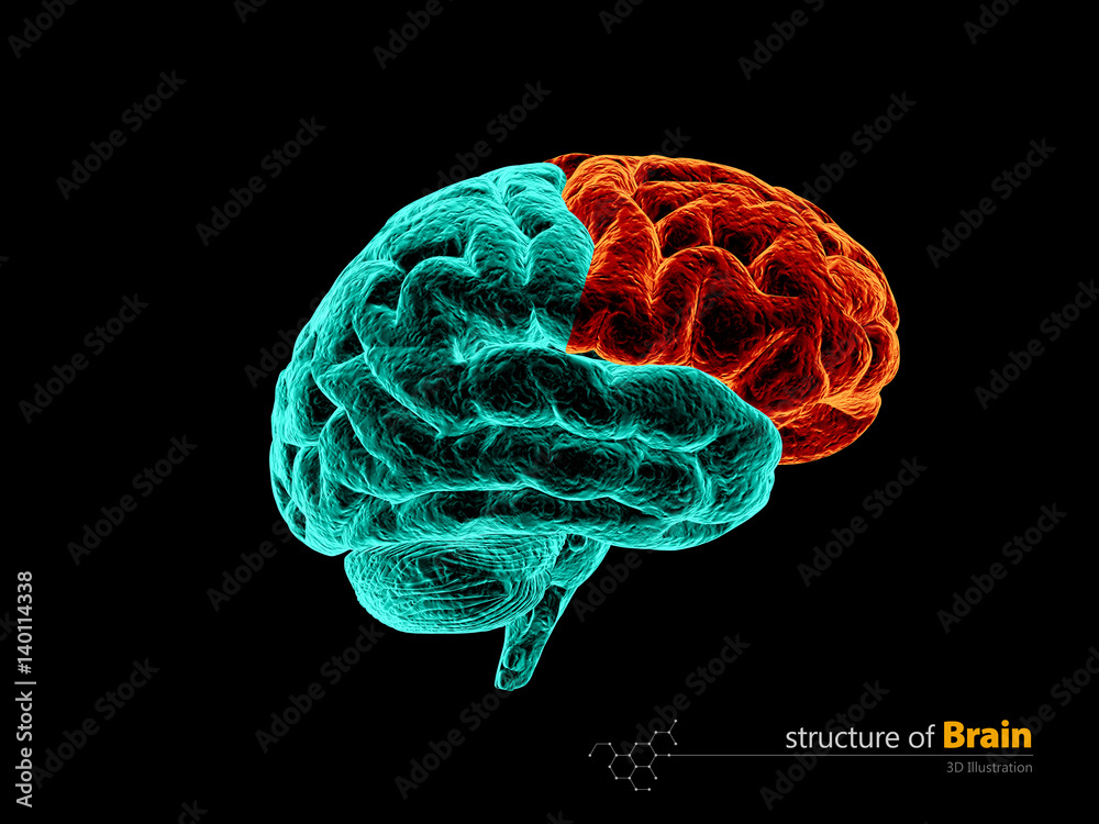 Human brain, frontal lobe anatomy structure. Human brain anatomy 3d