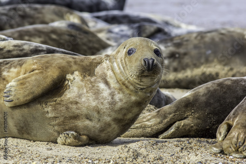 Grey seal during annual moulting. Shedding its brown skin fur. This animal is part of he Horsey wild seal colony on the East coast of the UK. © Ian Dyball