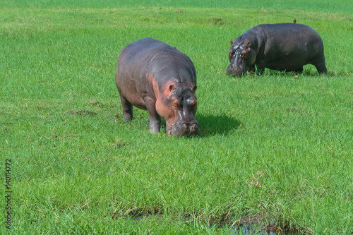 Behemoth (Hippopotamus amphibius) on the Green Grass