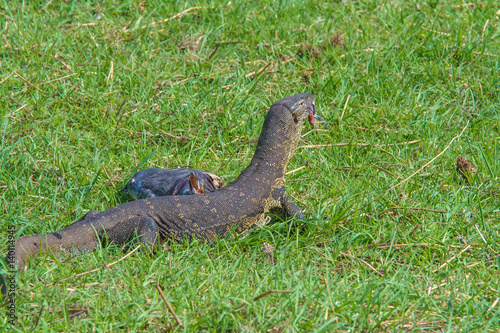 The Nile monitor  Varanus niloticus  In Botswana