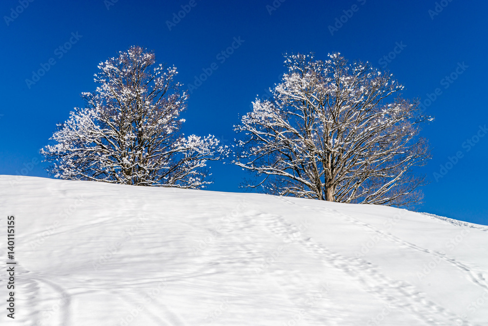 Calm place, white snow and winter trees on ski resort Calm place, white snow and winter trees on ski resort