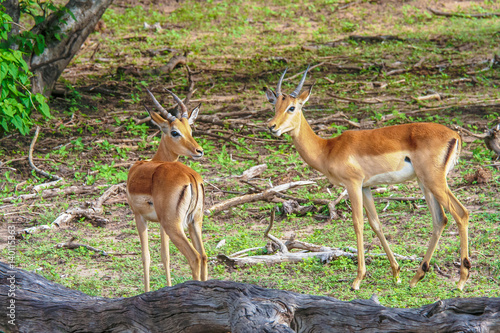 The impalas (Aepyceros melampus) in Chobe Park, Botswana