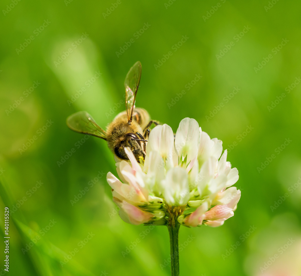 Closeup of bee at work on white clover flower collecting pollen Closeup of bee at work on white clover flower collecting pollen