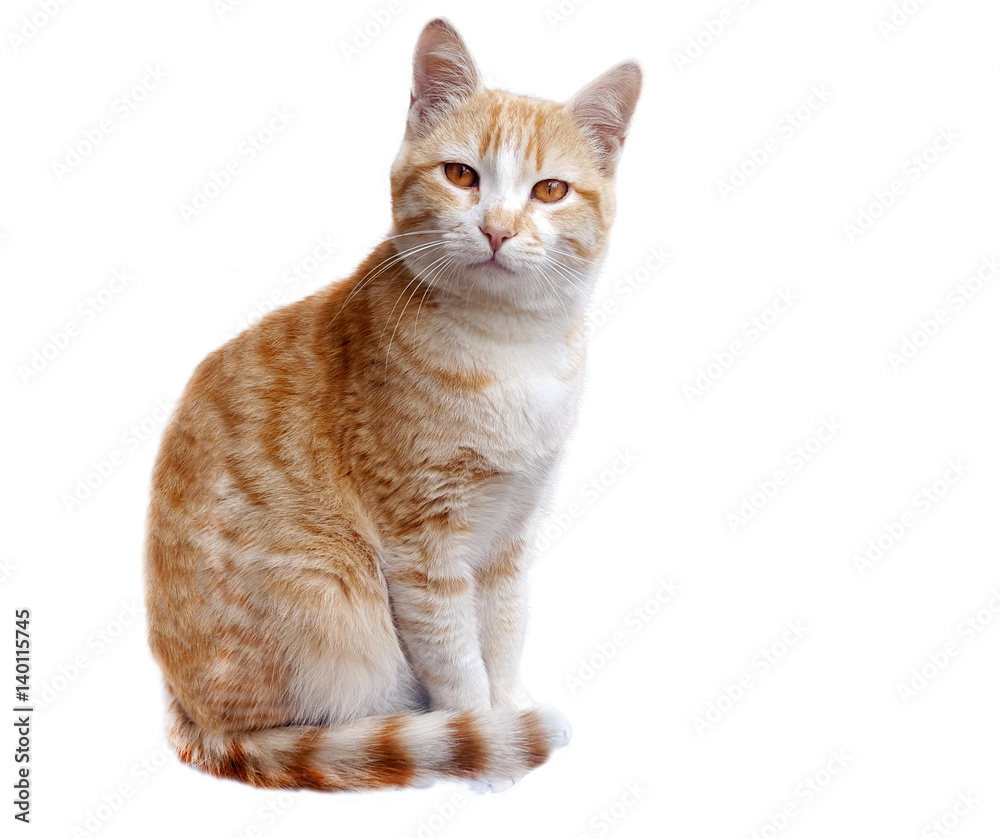 Obraz premium Ginger Cat on white background