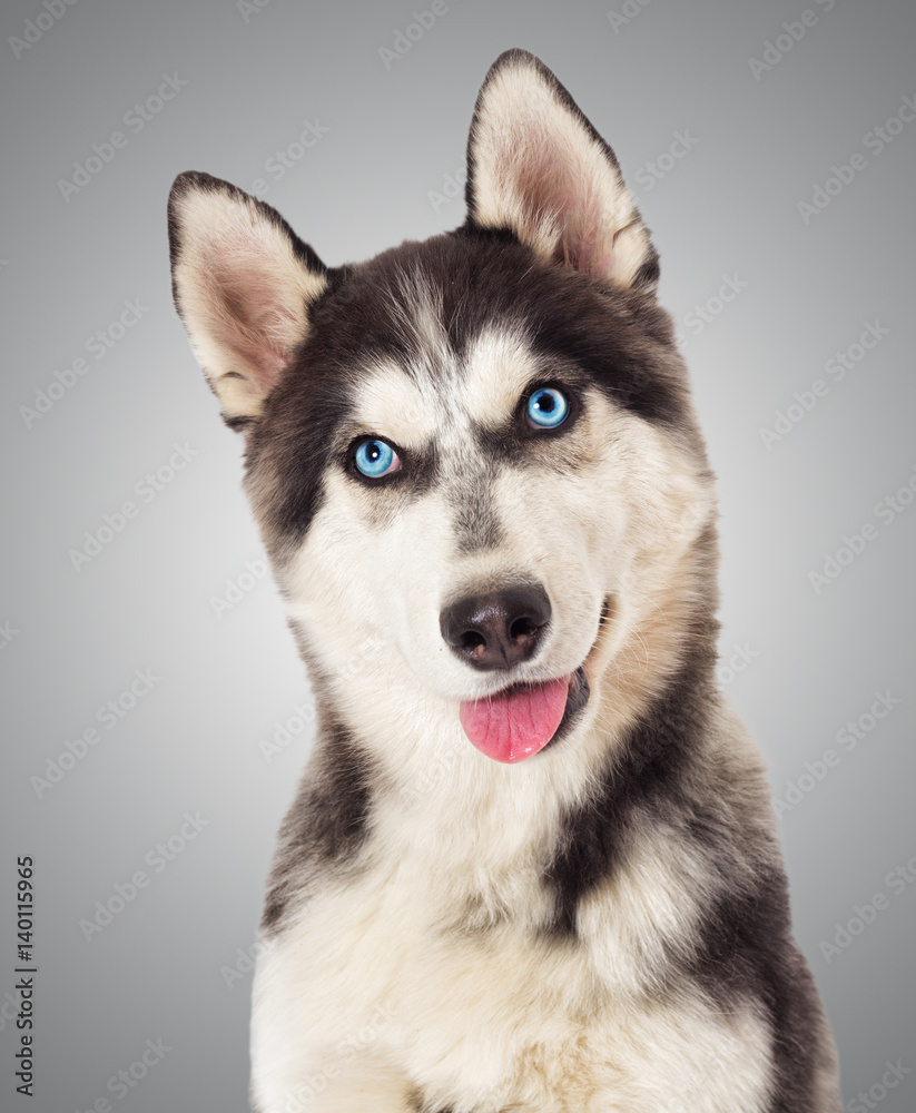 Portrait Siberian hussy on gray background Portrait Siberian hussy on gray background