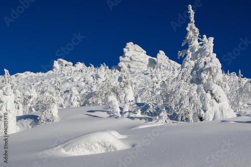 Snow-covered trees at the foot of the mountain. Winter.