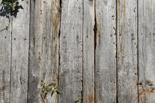 Old wood timeworn planks of a rustic door. Texture background