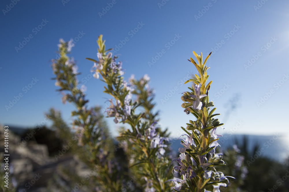Rosemary camphor wild plant (Rosemarinus officinalis) Rosemary camphor wild plant (Rosemarinus officinalis)