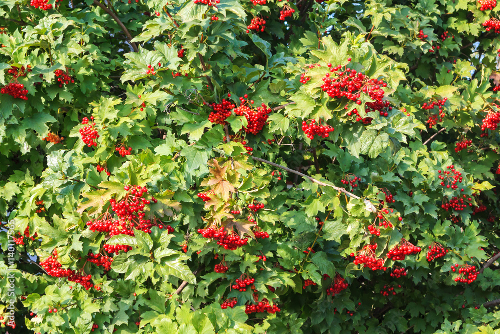 Obraz premium Arrowwood on background