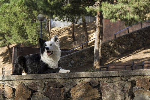 Border collie in the park