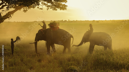 elephant in field rice