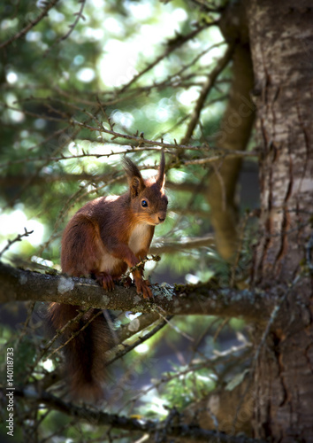 Écureuil sur une branche