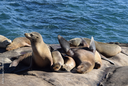 Sea Lion Bliss by the Ocean