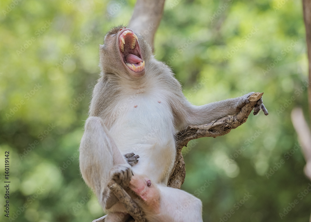 Sleepy Monkey,The male monkeys were open mouth. Sleepy Monkey,The male monkeys were open mouth.