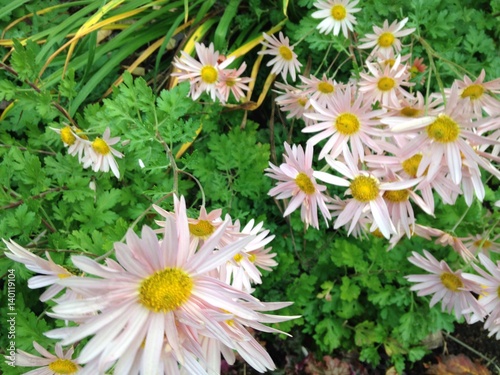 daisies pink