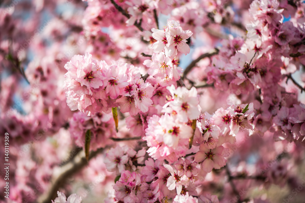 Pink flowers and buds on branch